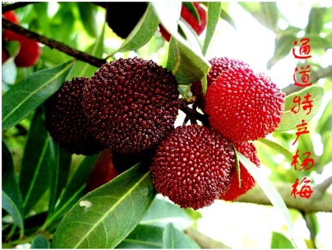 美丽的侗乡通道 - ainyor1868 - ainyor1868的博客 美丽的侗乡通道 - ainyor1868 - ainyor1868的博客