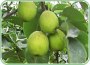 新疆特产库尔勒香梨