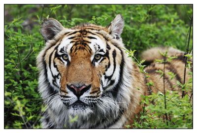 长白山—东北虎林园