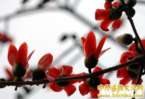 木棉花 木棉花