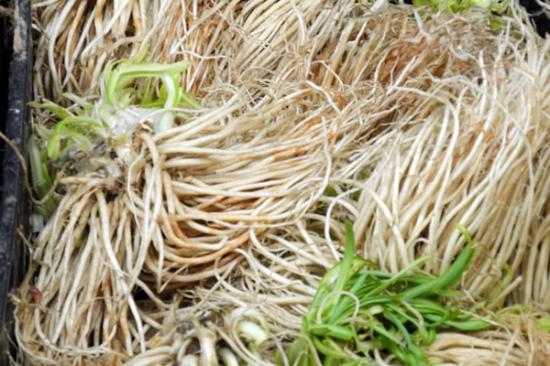 点击图片翻到下一页>> 苤菜根